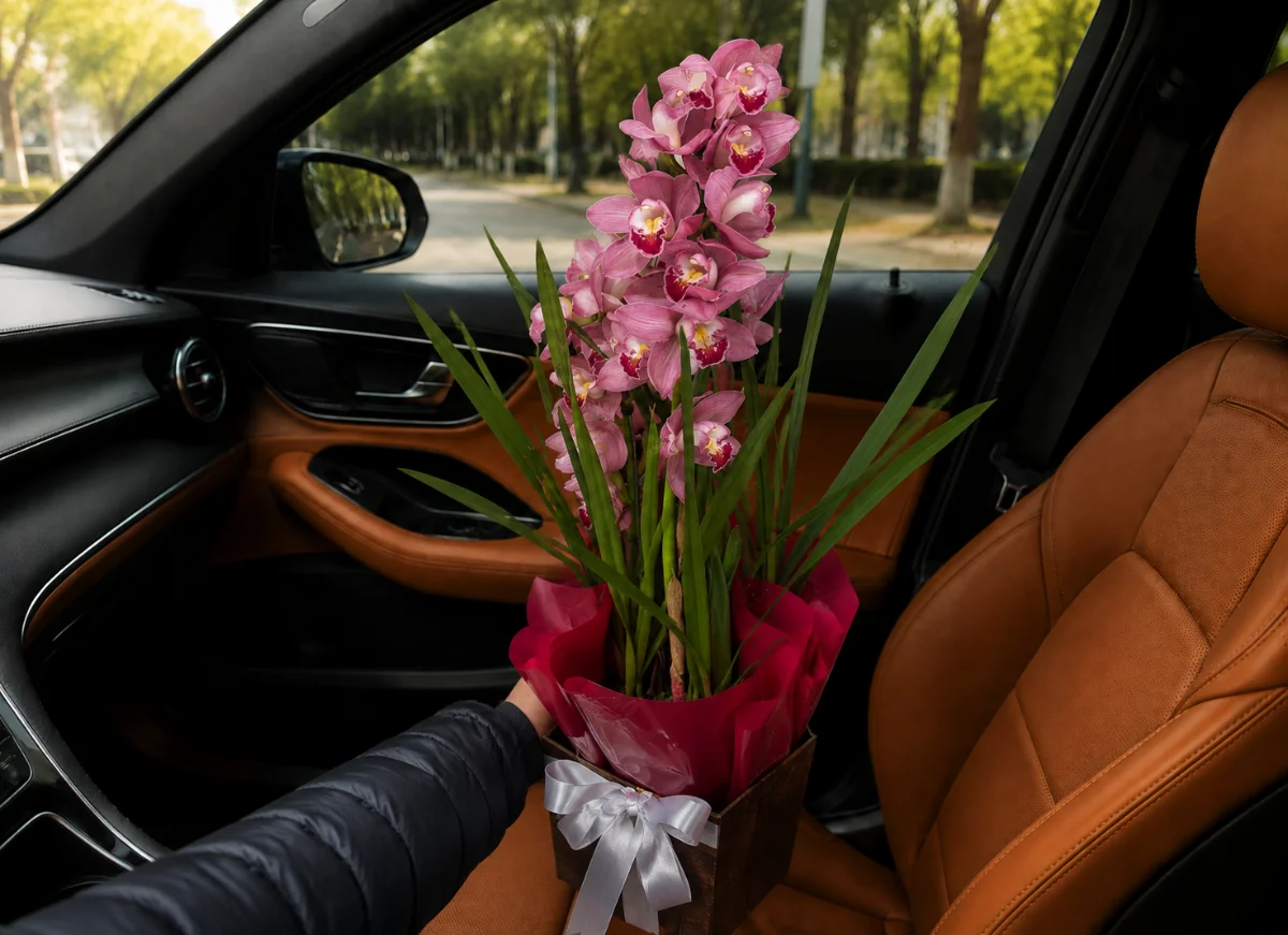 Orquídea Cymbidium Rosa