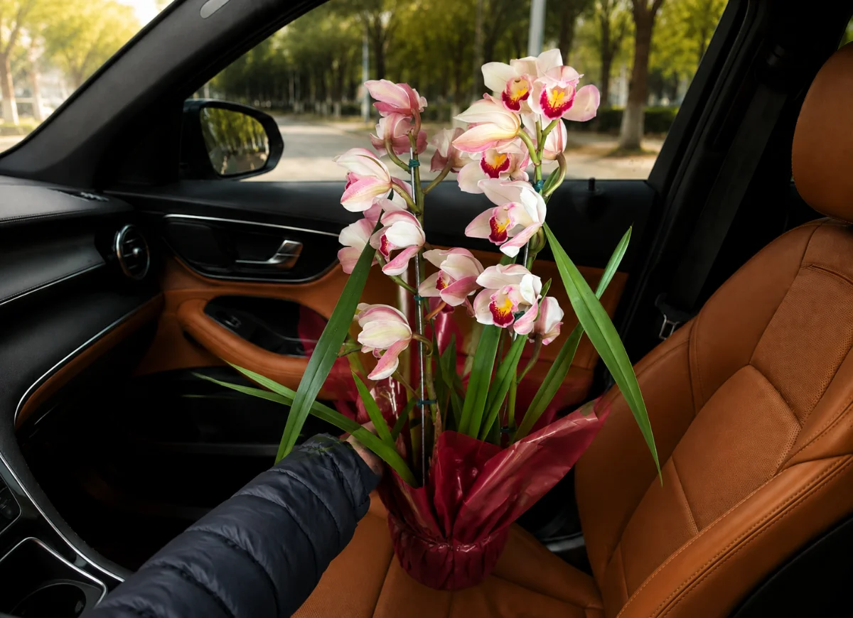 Orquídea Cymbidium rosa claro